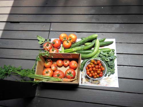 トマト、きゅうりなどの野菜