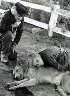 フランダースの犬