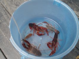 �މ�