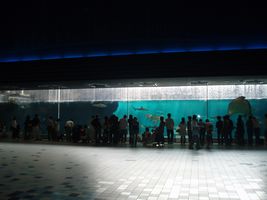�g�̑吅��