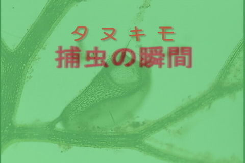 摜NbNĂ