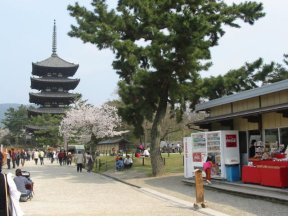 桜とお寺v色彩配色がステキv